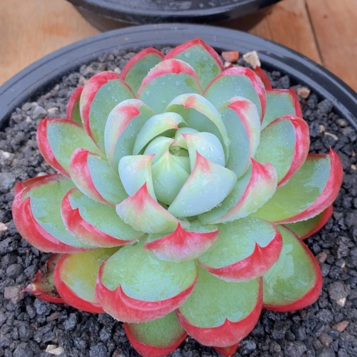 惊鸿仙子一物一拍