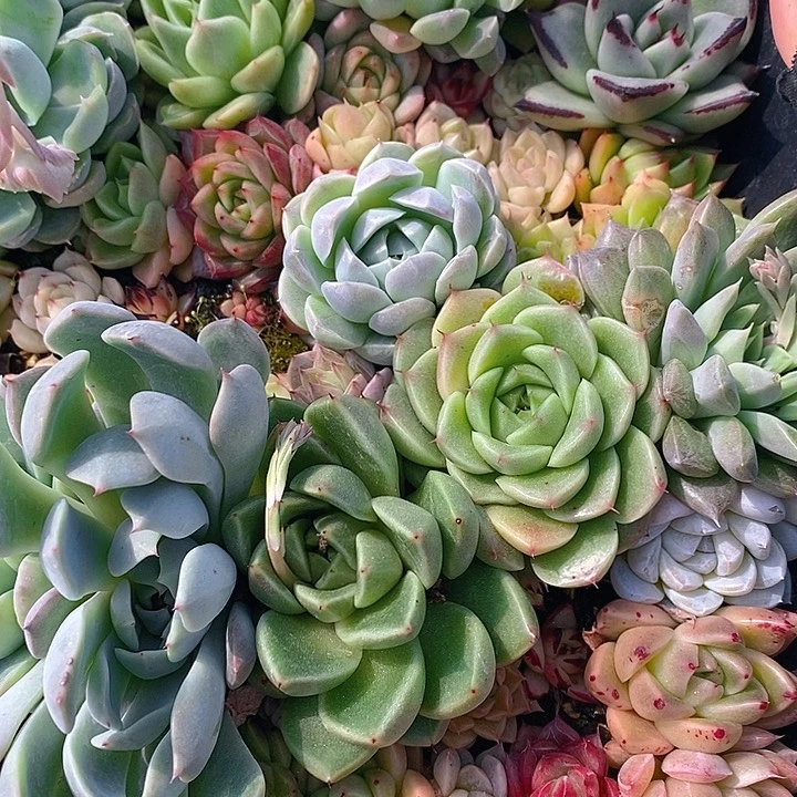 85 多肉植物盆栽花卉盆栽