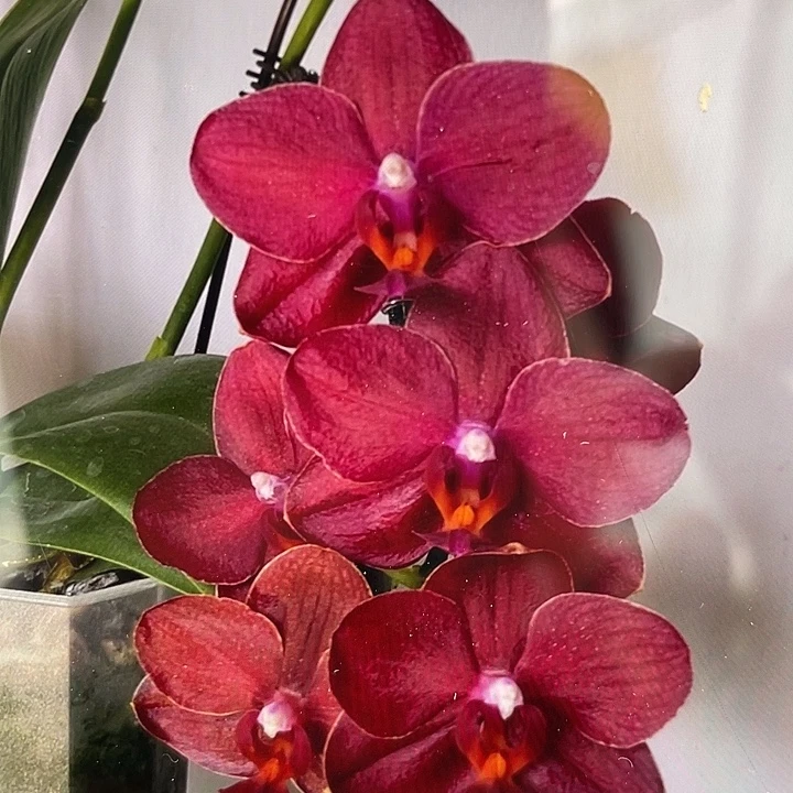 完全开放处理3.0美杜莎根少叶片微瑕不售后