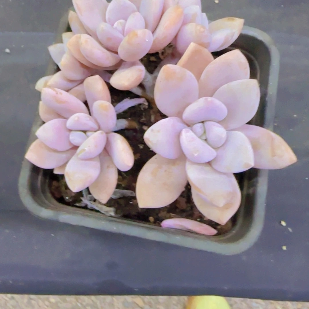 紫雾多肉植物一物一拍