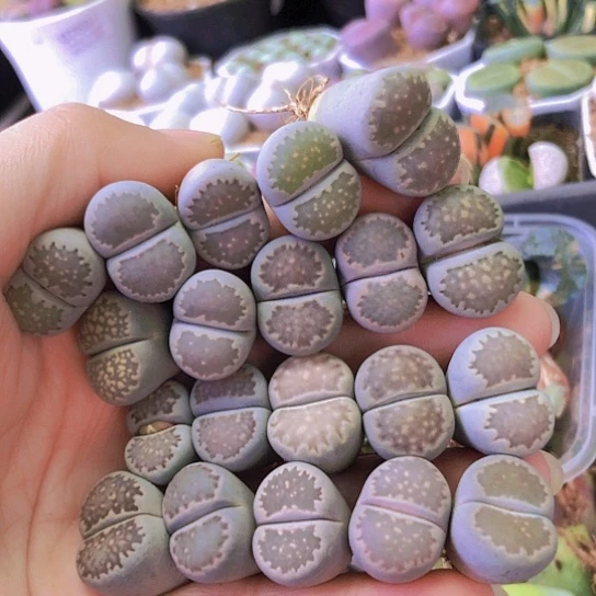 无花朵0758，1.7-2厘米如图