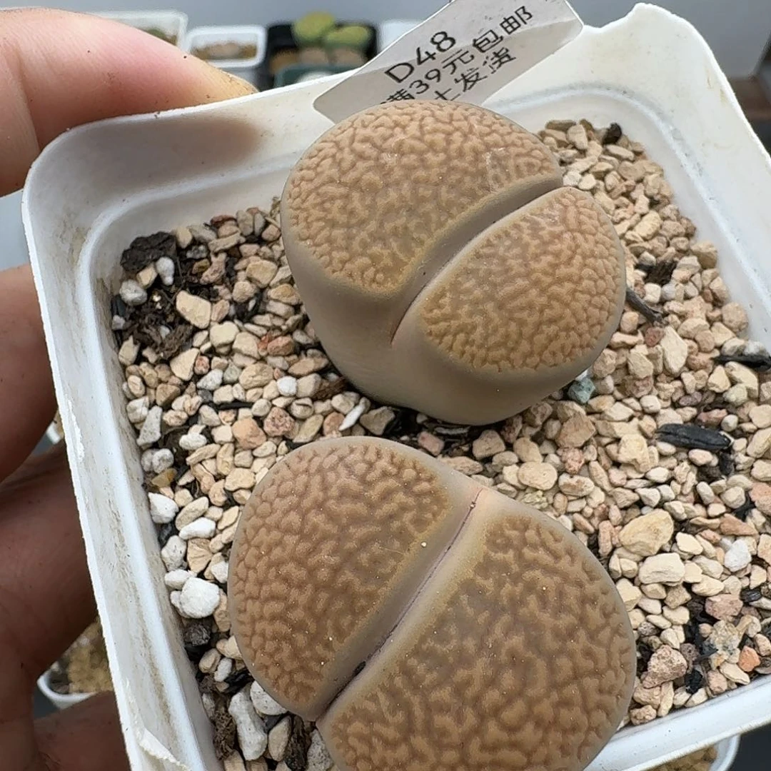 48多肉哈哈哈哈哈哈哈哈