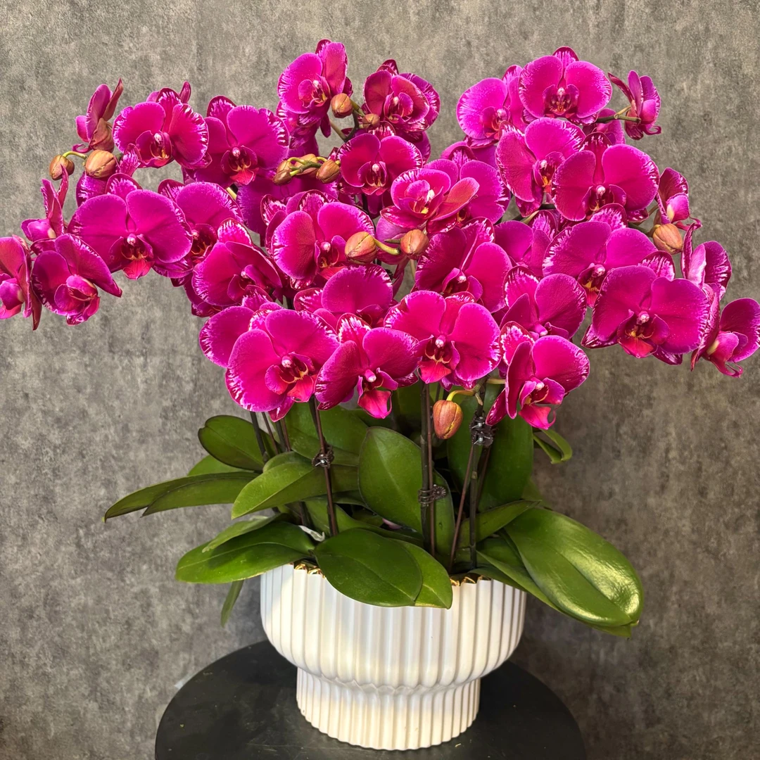 【光芒四射】蝴蝶兰 鲜花绿植 好养花期长 室内观赏花