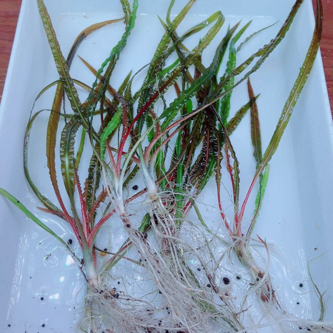 美小呆哇塞套餐一份