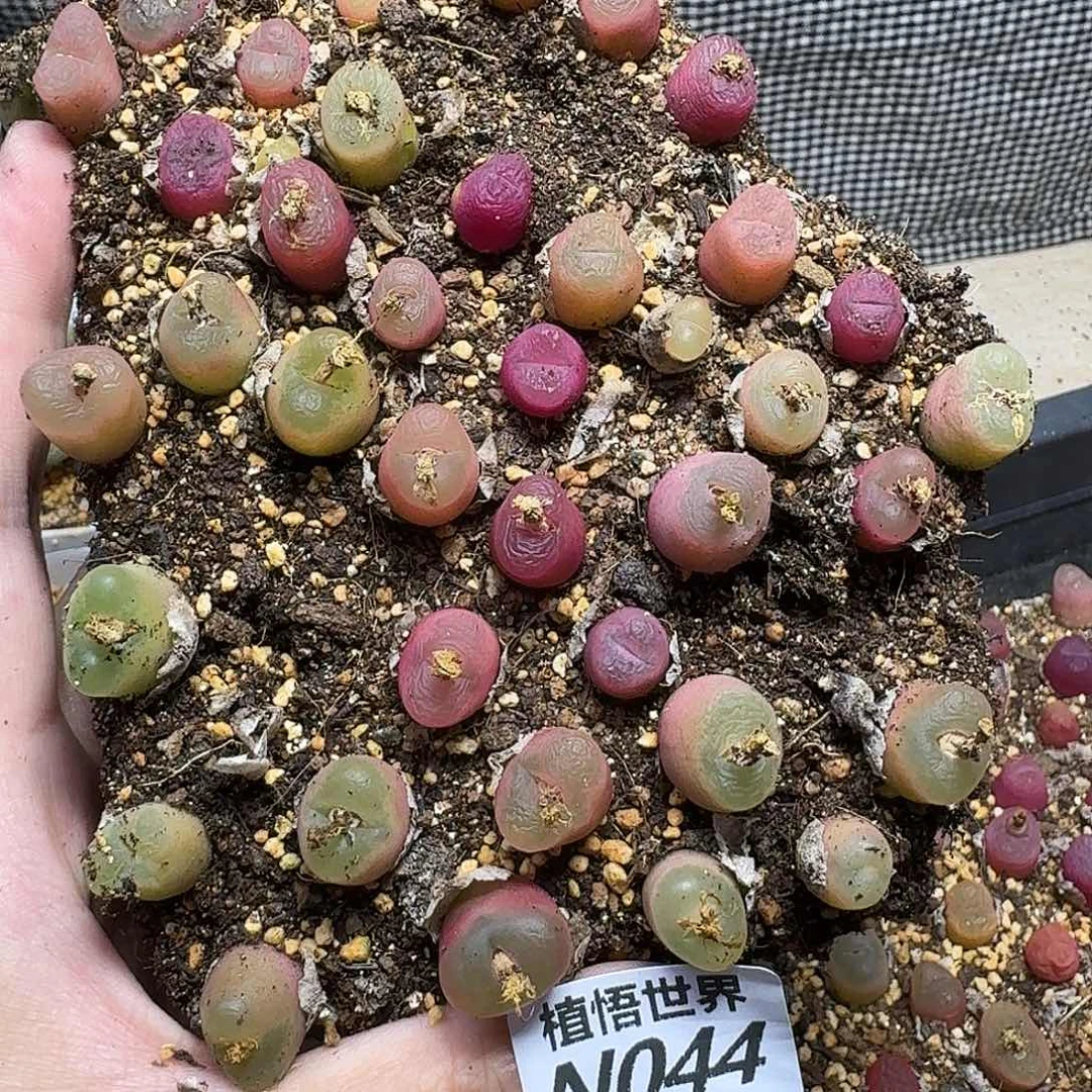 多肉杂的润泽fbbn