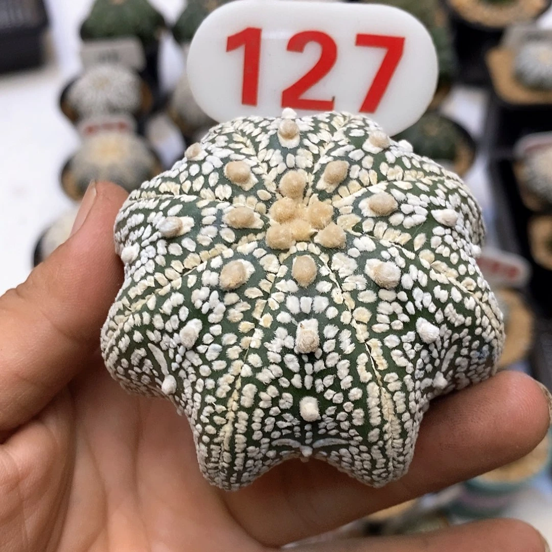 127特价大海星福利特价咯