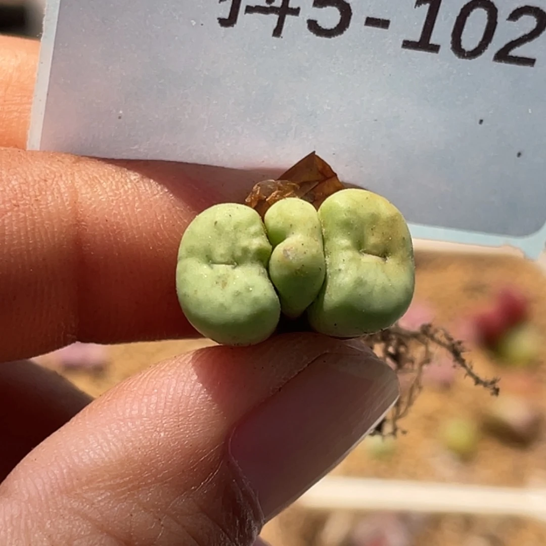 5-102嘴多肉植物肉锥