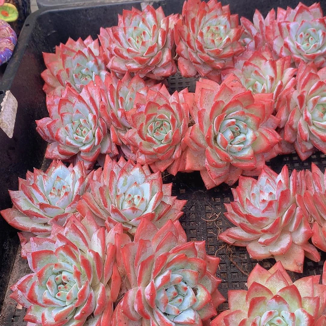 双头粉蓝鸟3567889900000