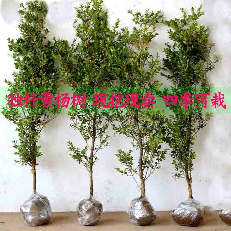 招财四季老桩黄杨苗独杆小叶瓜子黄杨苗盆栽庭院地栽造型素材花苗