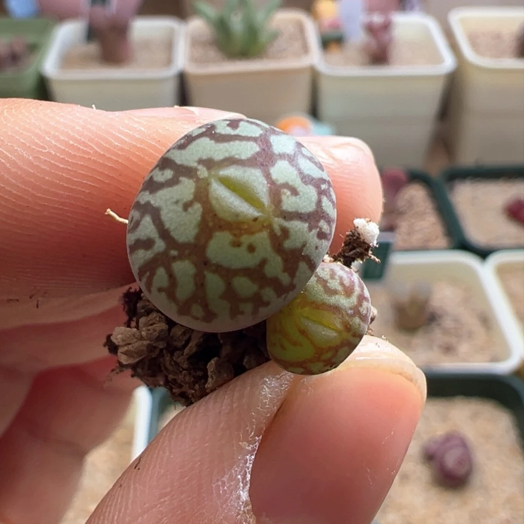 416。青蛙种源超墨 肉锥