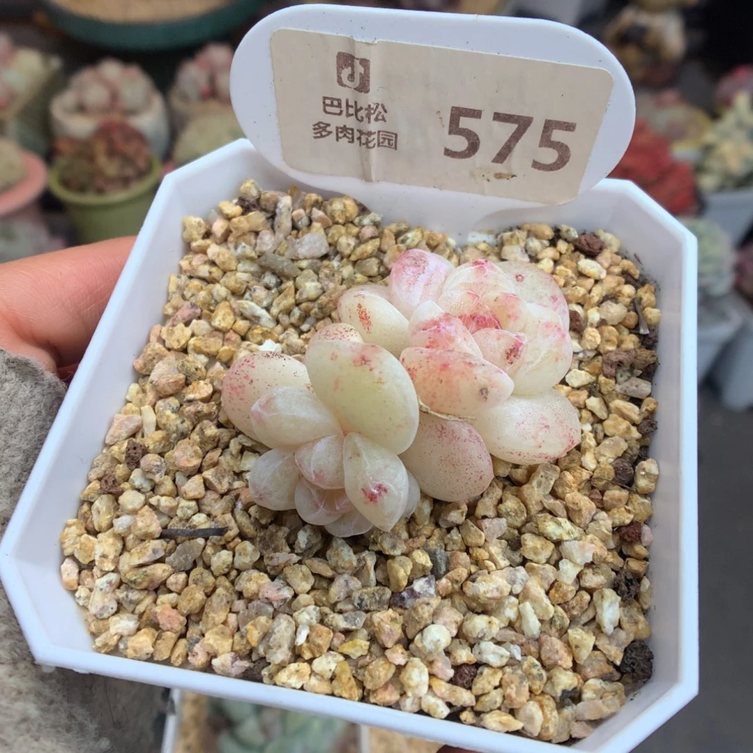 575冰玉石化多肉植物