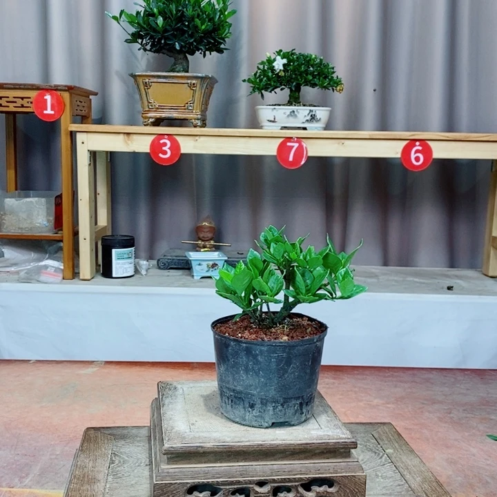 无花朵栀子花开了