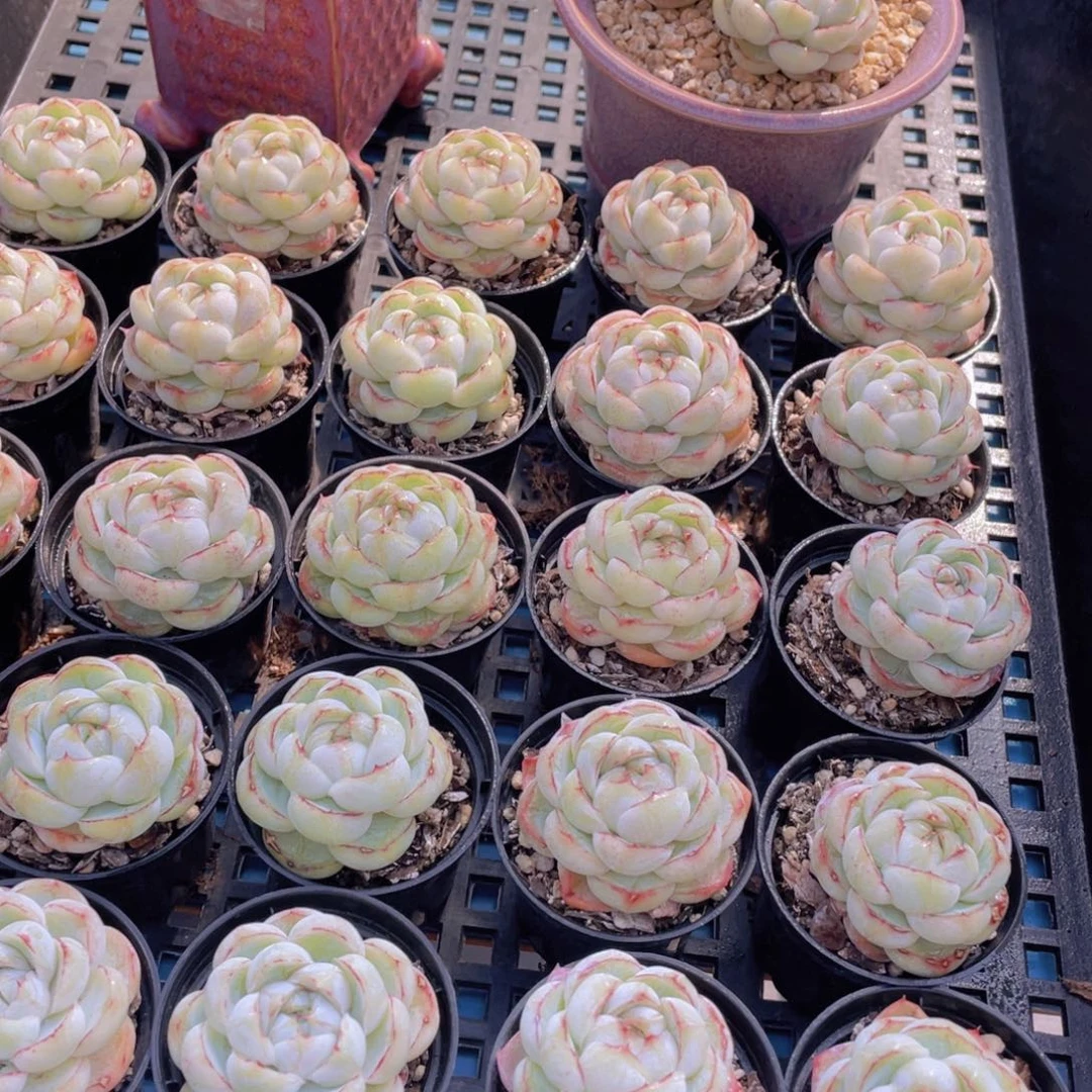 量拍46号珍妮胖虎单头两个