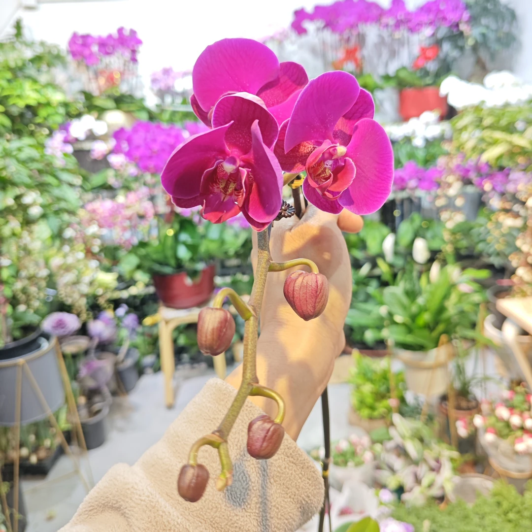 年宵花家中必备蝴蝶兰大辣椒