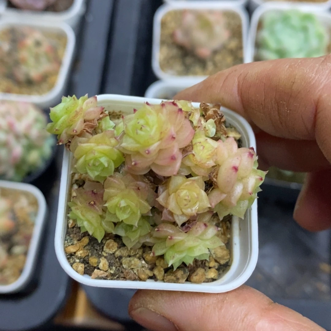 精品多肉一物一拍不包整231