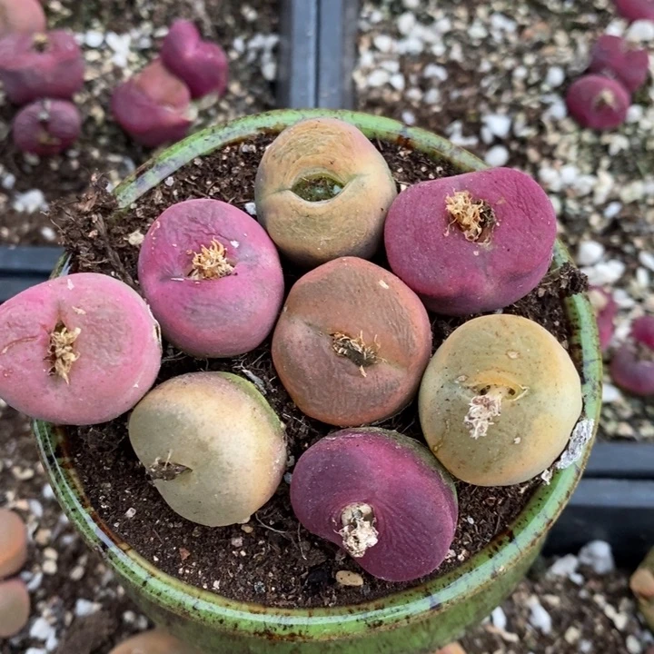 2109有伤一组一组