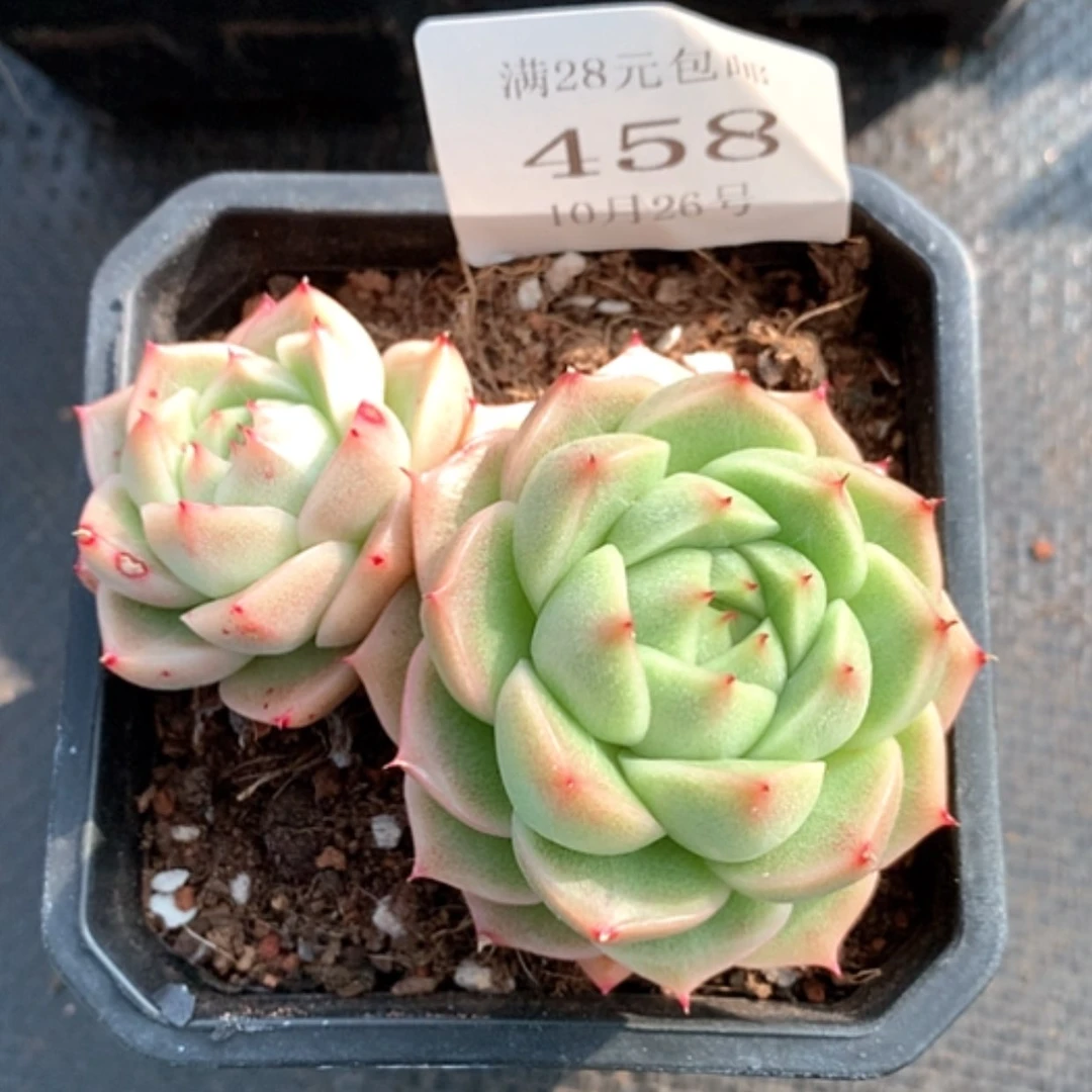 【闪购商品】云458号麦秆