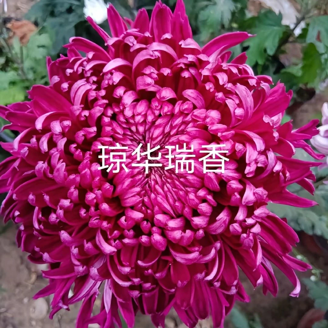 根苗必带琼花瑞香菊花断枝掉花苞不售后。