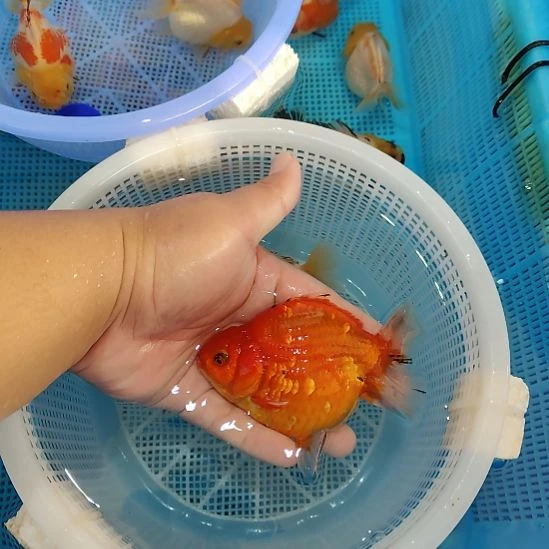 25泰狮精品亚成红白闪鳞将军送一只小鹿子顺丰京东包邮