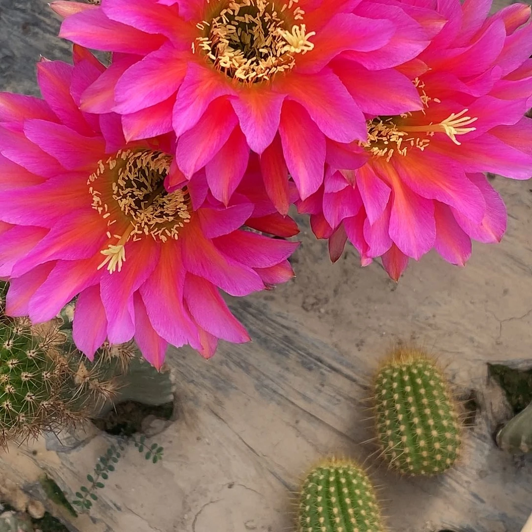 毛 拉斯维加斯侧芽 歪 20包邮5公分