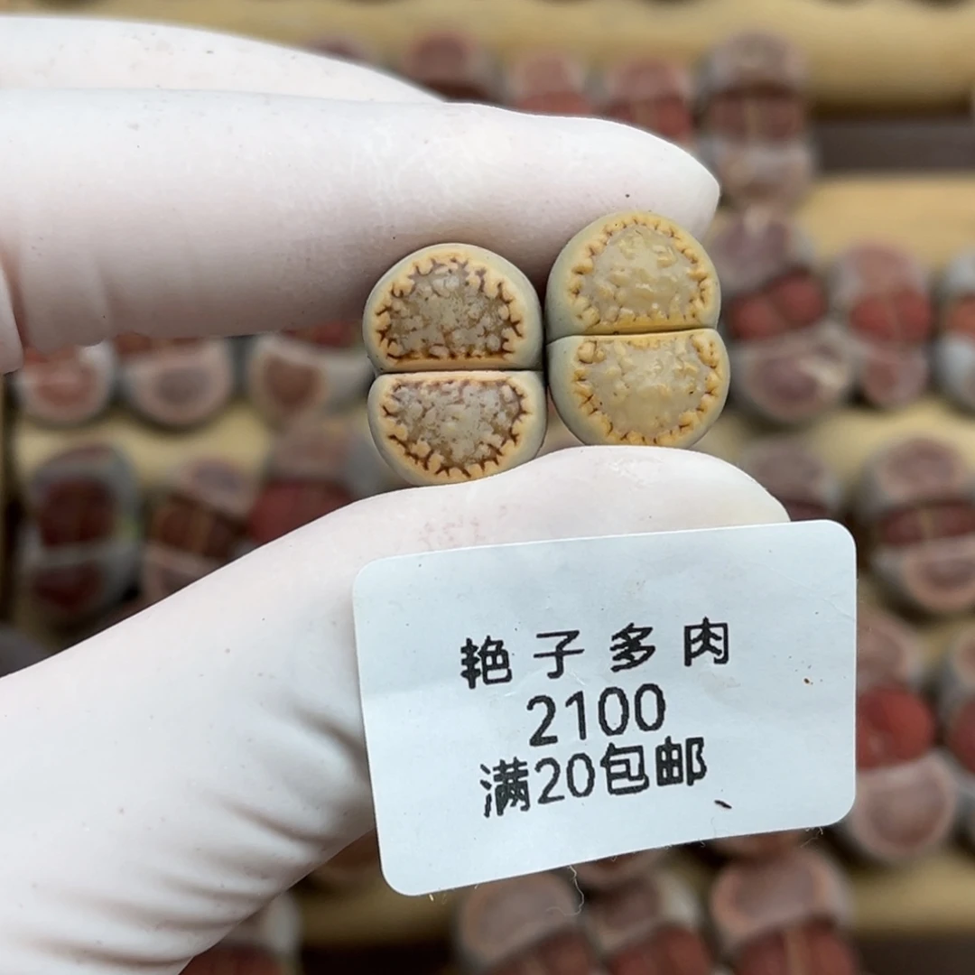 2100号一首两颗饼干发货