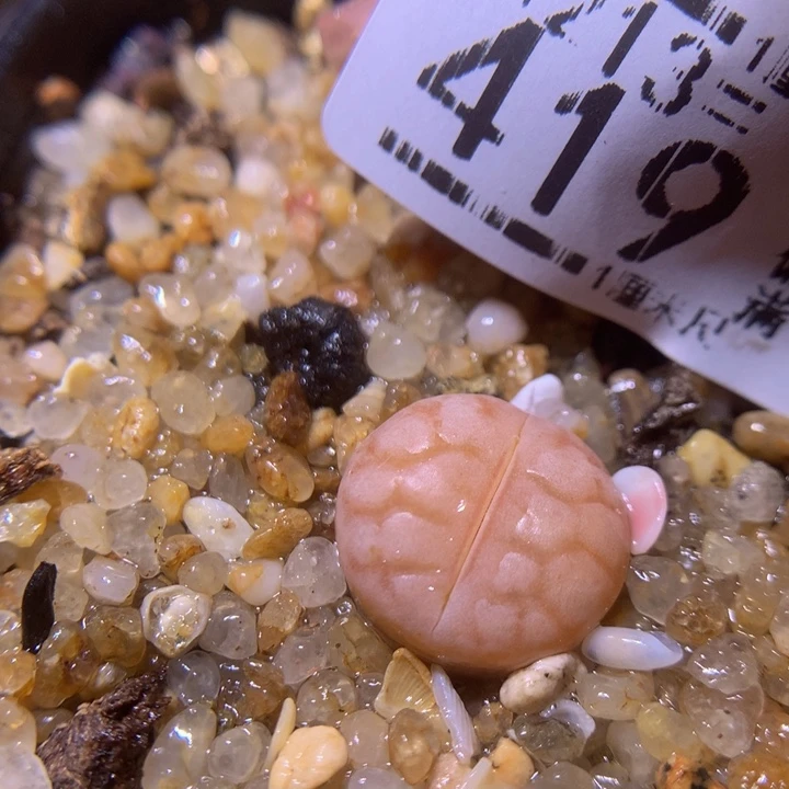 精品生石花213.419女娲石