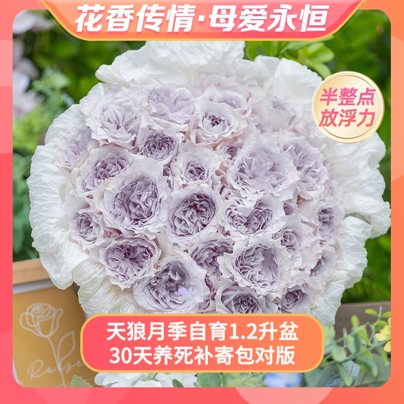 【花香传情】幻紫涵仙桃染锦嫣等自育月季1.2升盆栽苗新手易养护