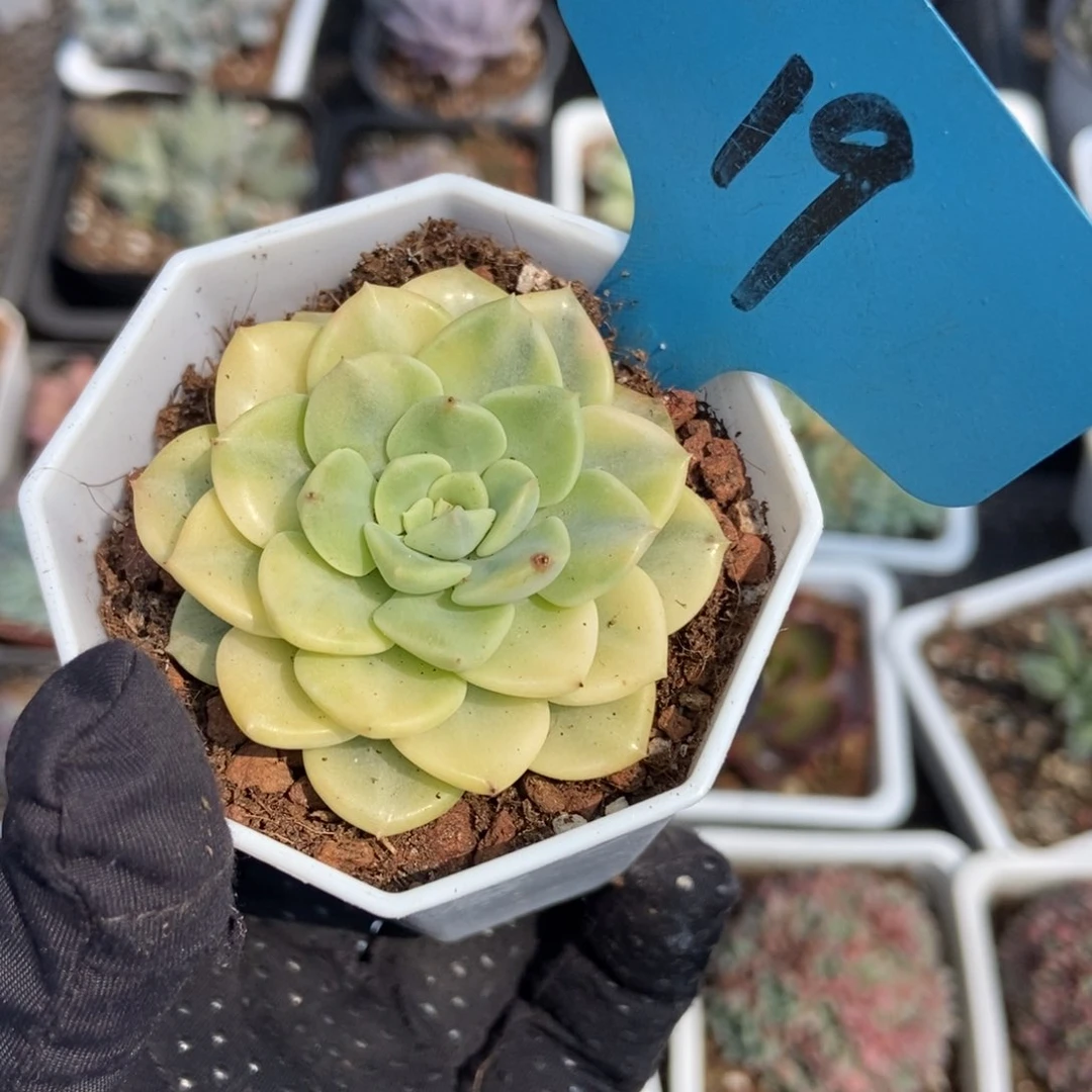 19布偶锦多肉植物保护