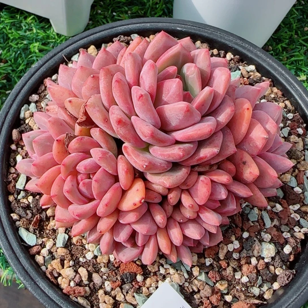 爱丽儿，3756多肉植物