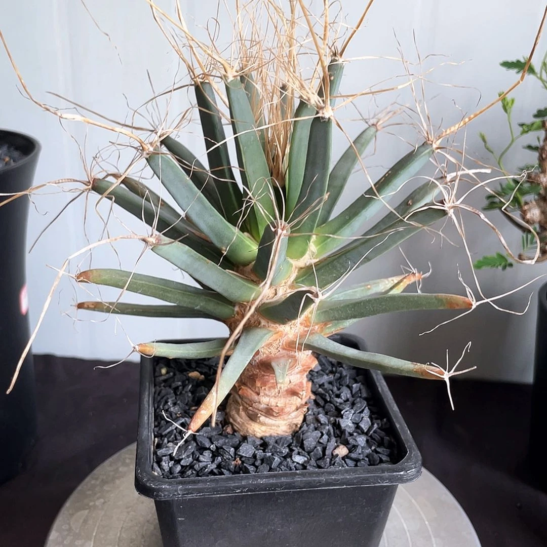 老光山6666666666666