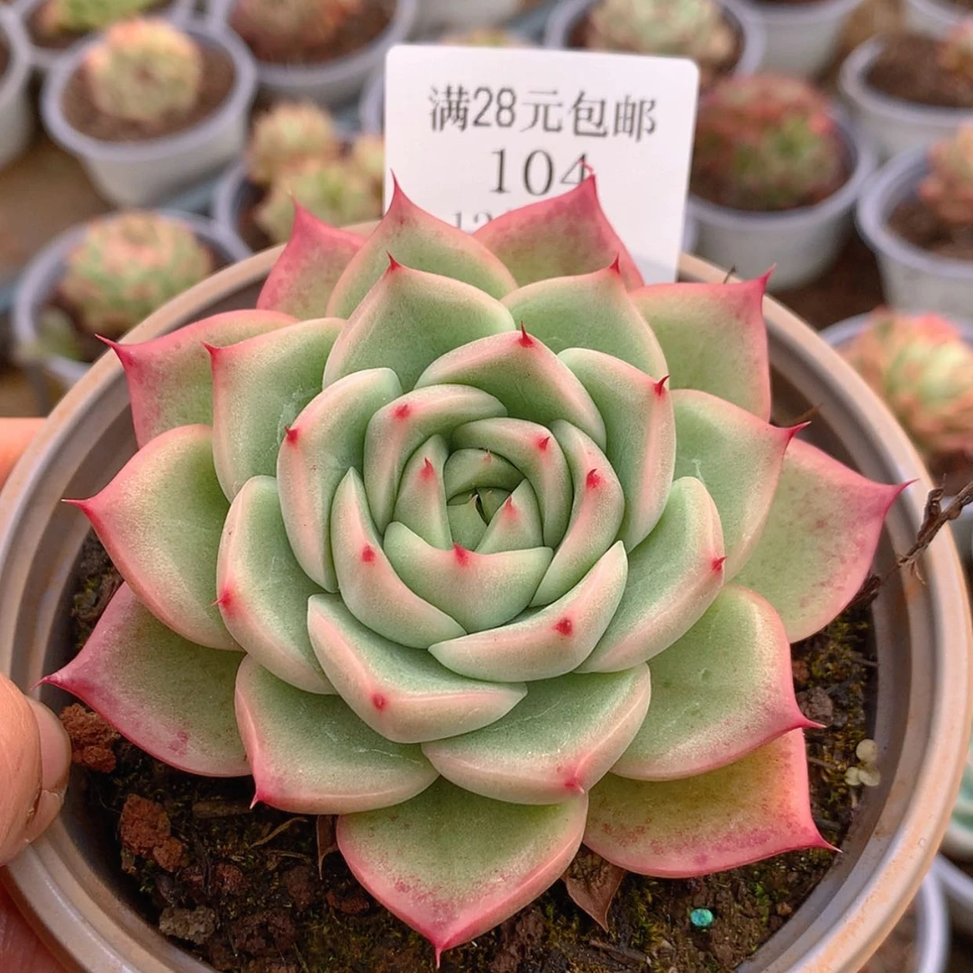 【闪购商品】云104号