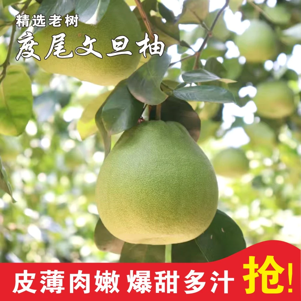 【顺丰快递】度尾文旦柚福建老树柚子酸甜多汁当季新鲜水果红心蜜柚