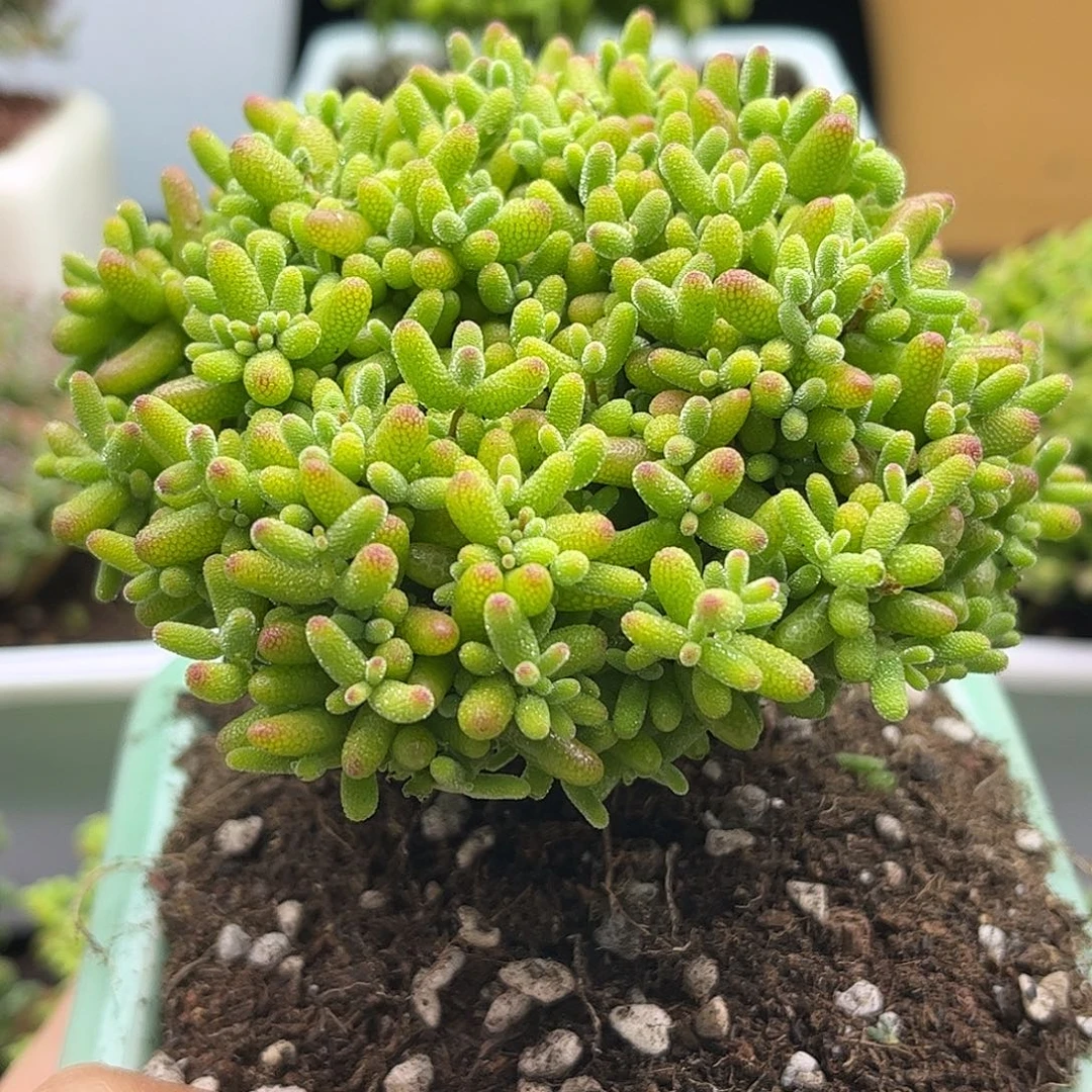 13蜜桔带盆优选枝干番杏