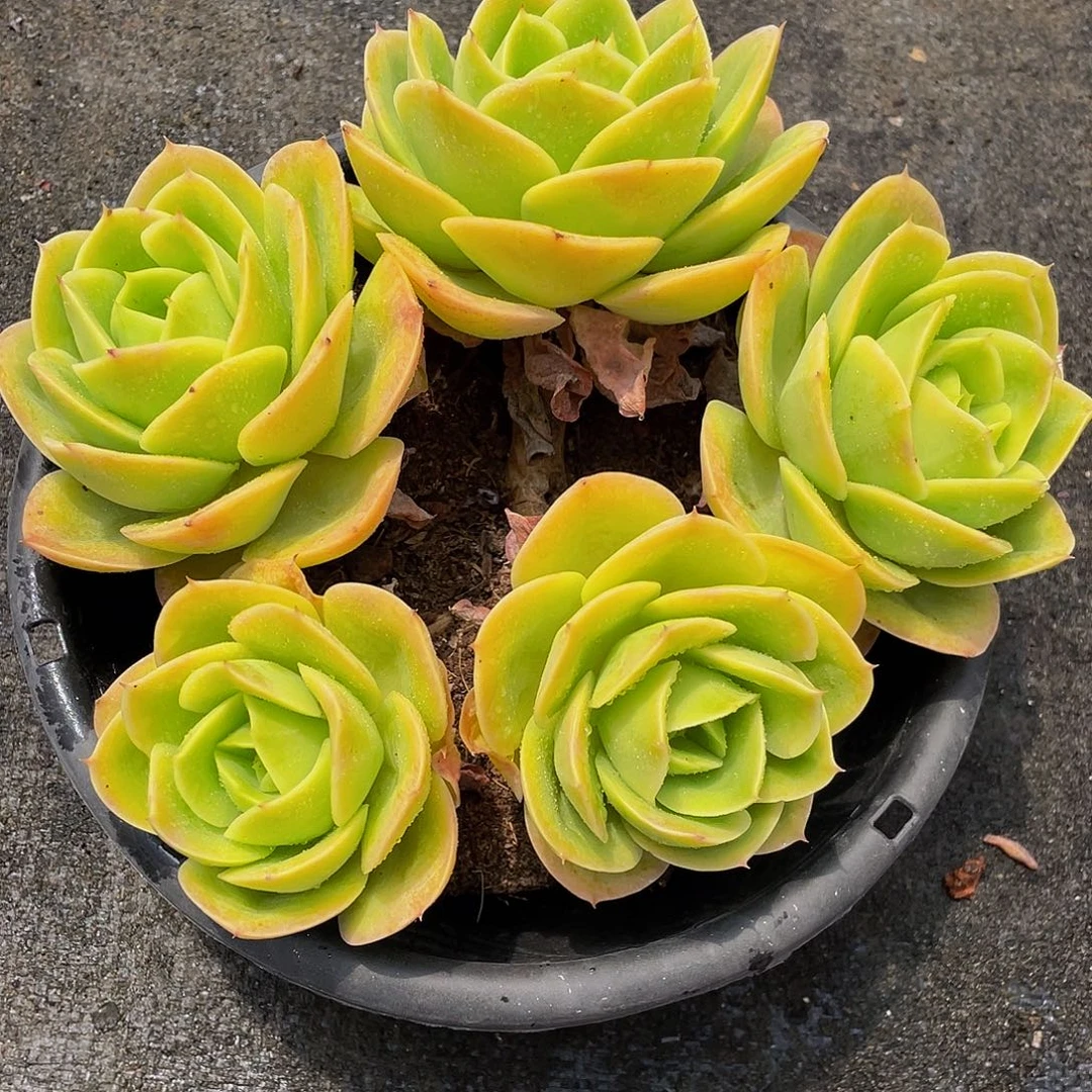伊***陈辛纳塔多肉植物群