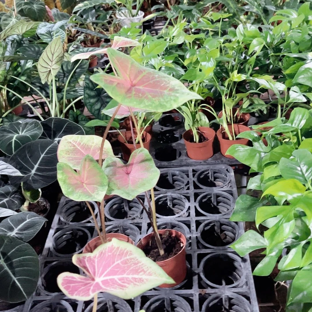 完全开放彩叶芋福利