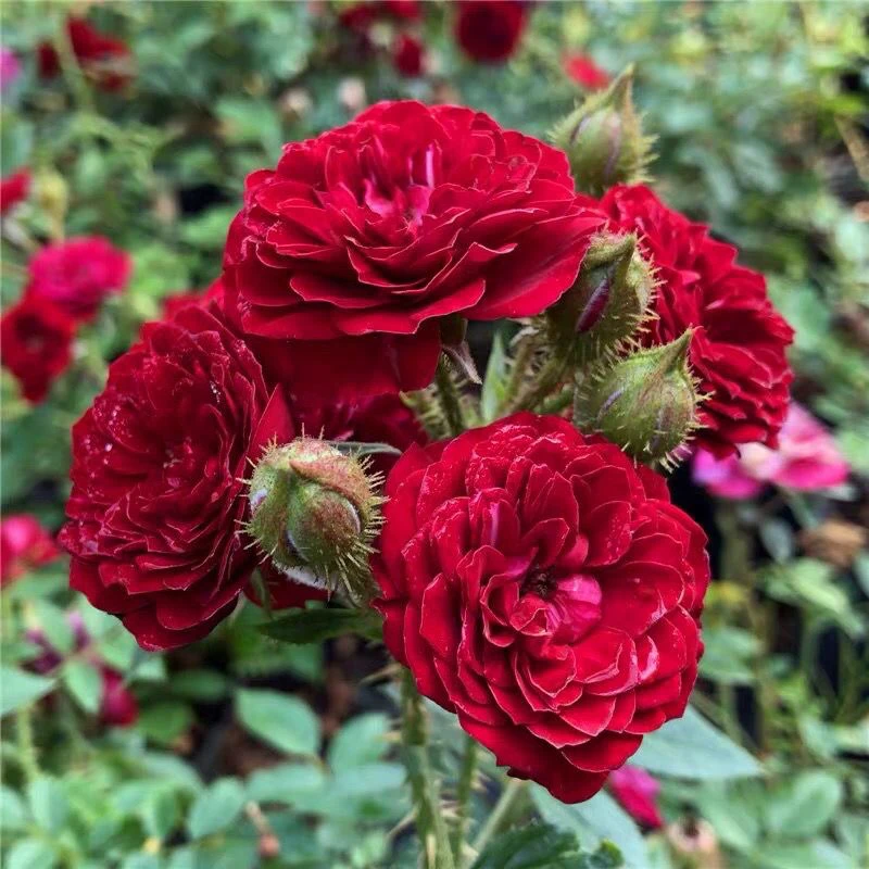 微型月季  无条件的爱 多季开花玫瑰苗丰花勤花易养盆栽多头玫瑰