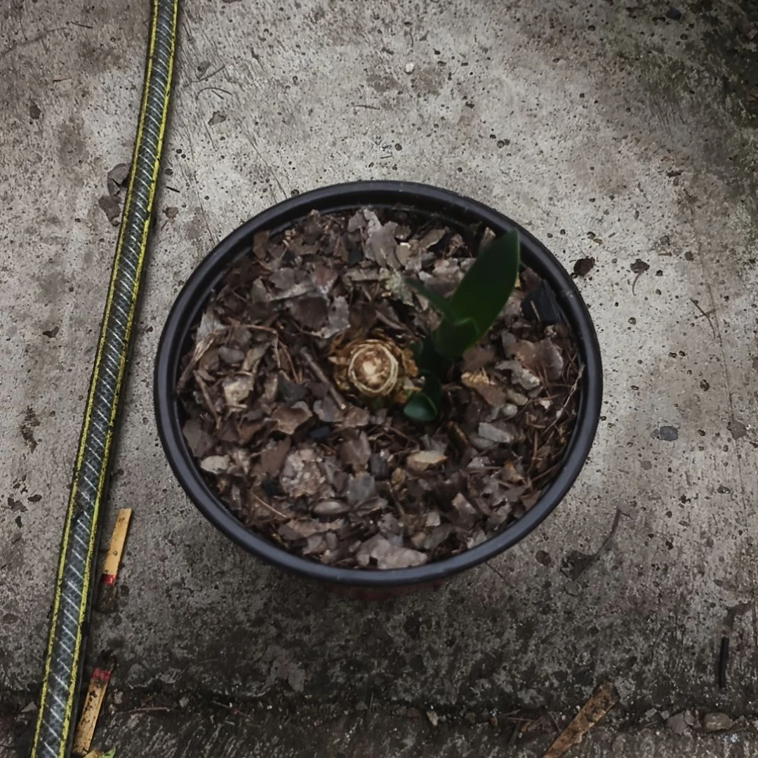 姚***明完全开放盲盒撅子一颗