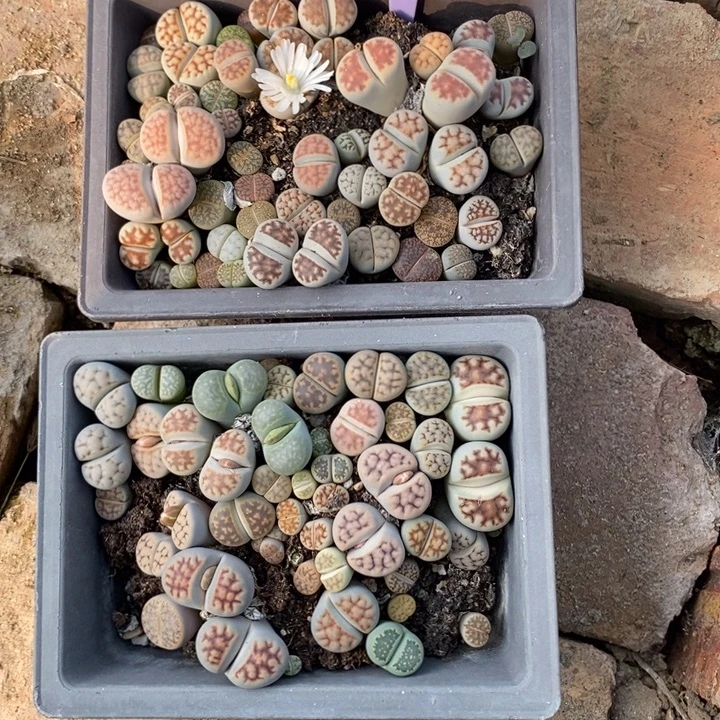 枯***年生石花等植物的生长260