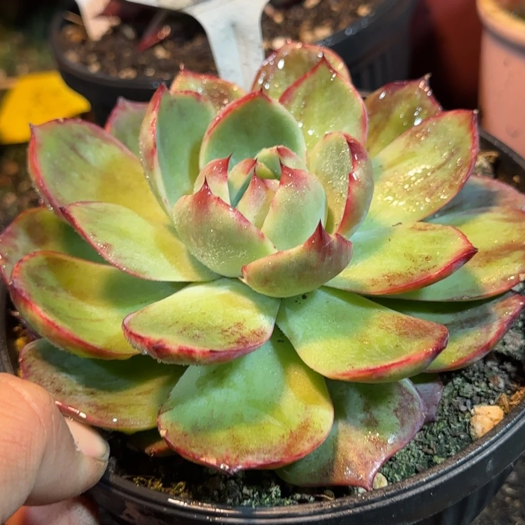 惊鸿一物一拍包装收缩花旱724