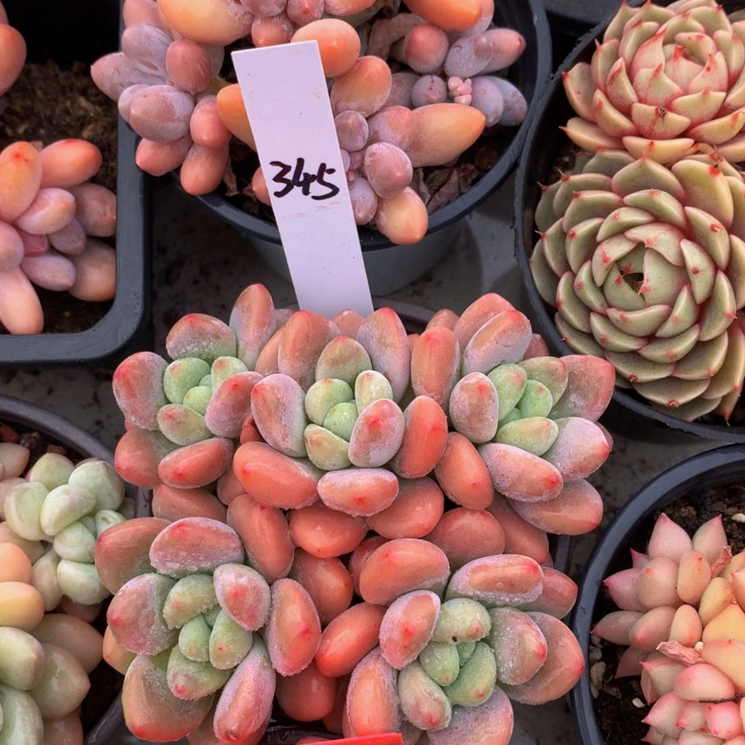 红洛神727272727272