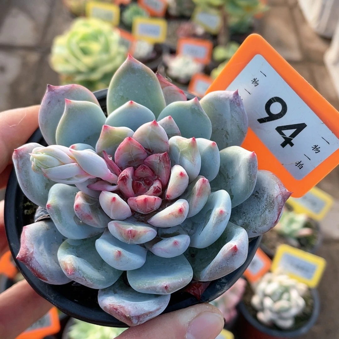 【闪购商品】94号的