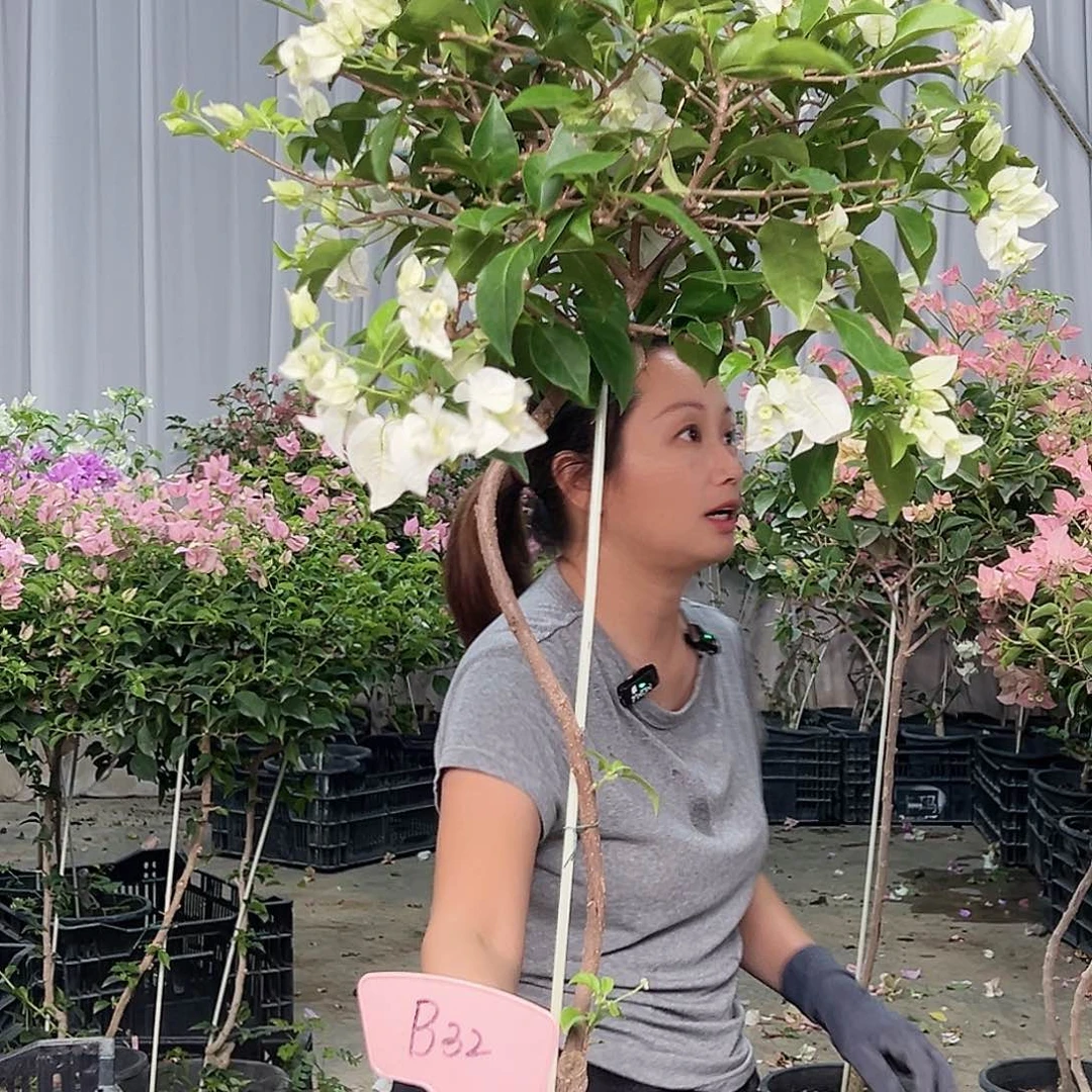 用***7当前无花栽培后可以开花B32白雪公主