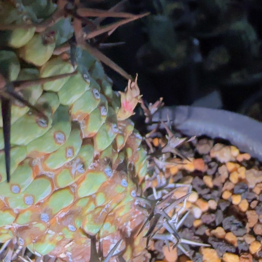 块根植物块根植物块根植物