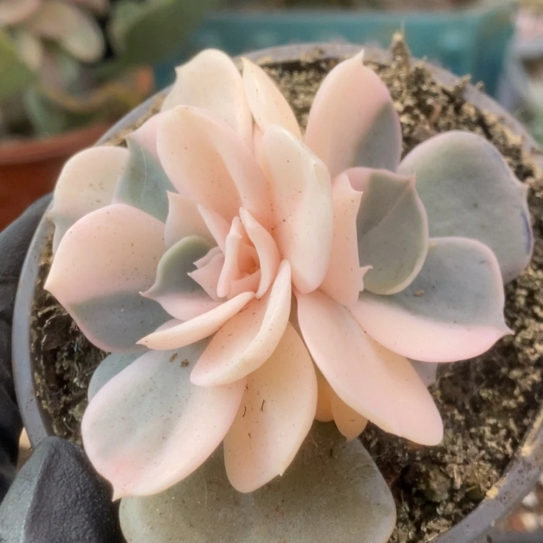 335双子座锦锦锦锦锦锦锦