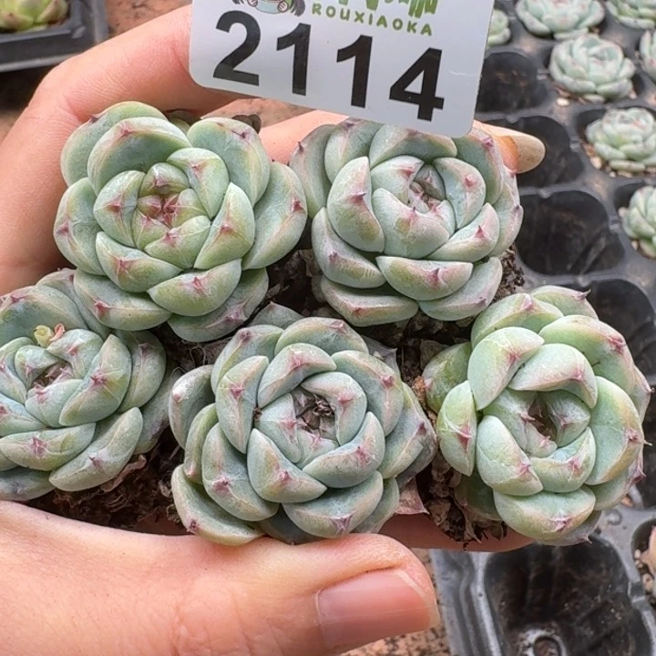 无花朵多肉植物多肉植物