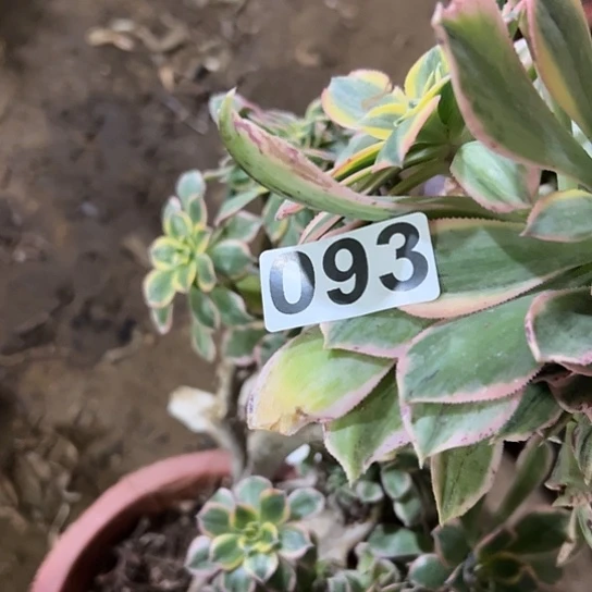 温*吖多肉植物一个