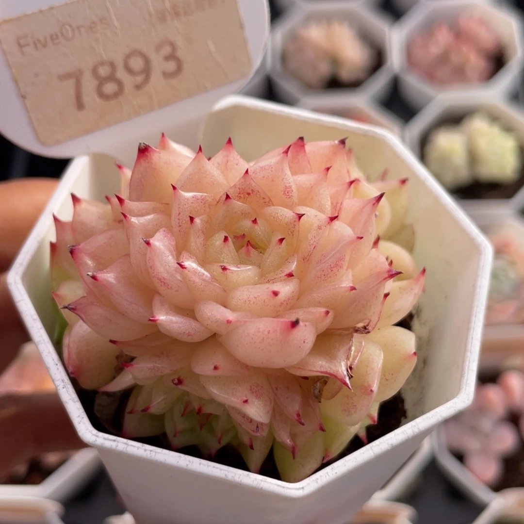 麦秆群7893-6.0厘米