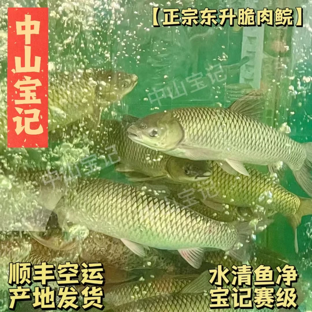 【宝】宝记甄选赛级中山脆肉鲩中山脆皖鱼（刺身级保鲜，东升产池）