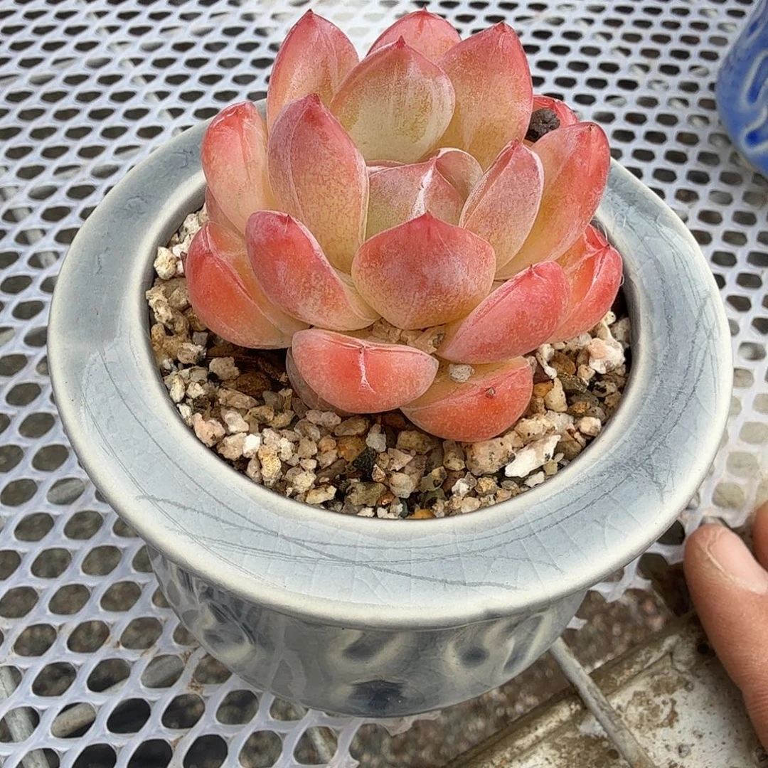 砖石珍妮带盆多肉植物精品