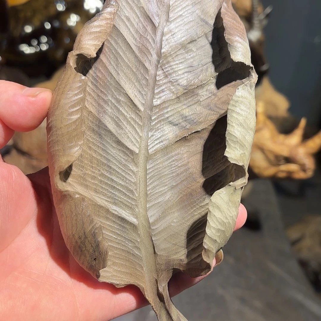 金丝楠金丝楠木树叶茶则